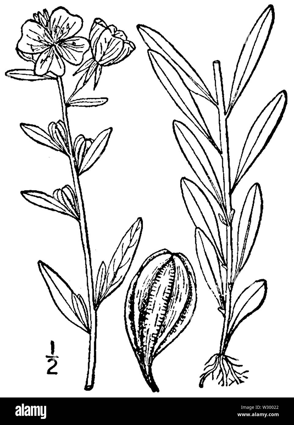 Oenothera perennis BB-1913 Banque D'Images