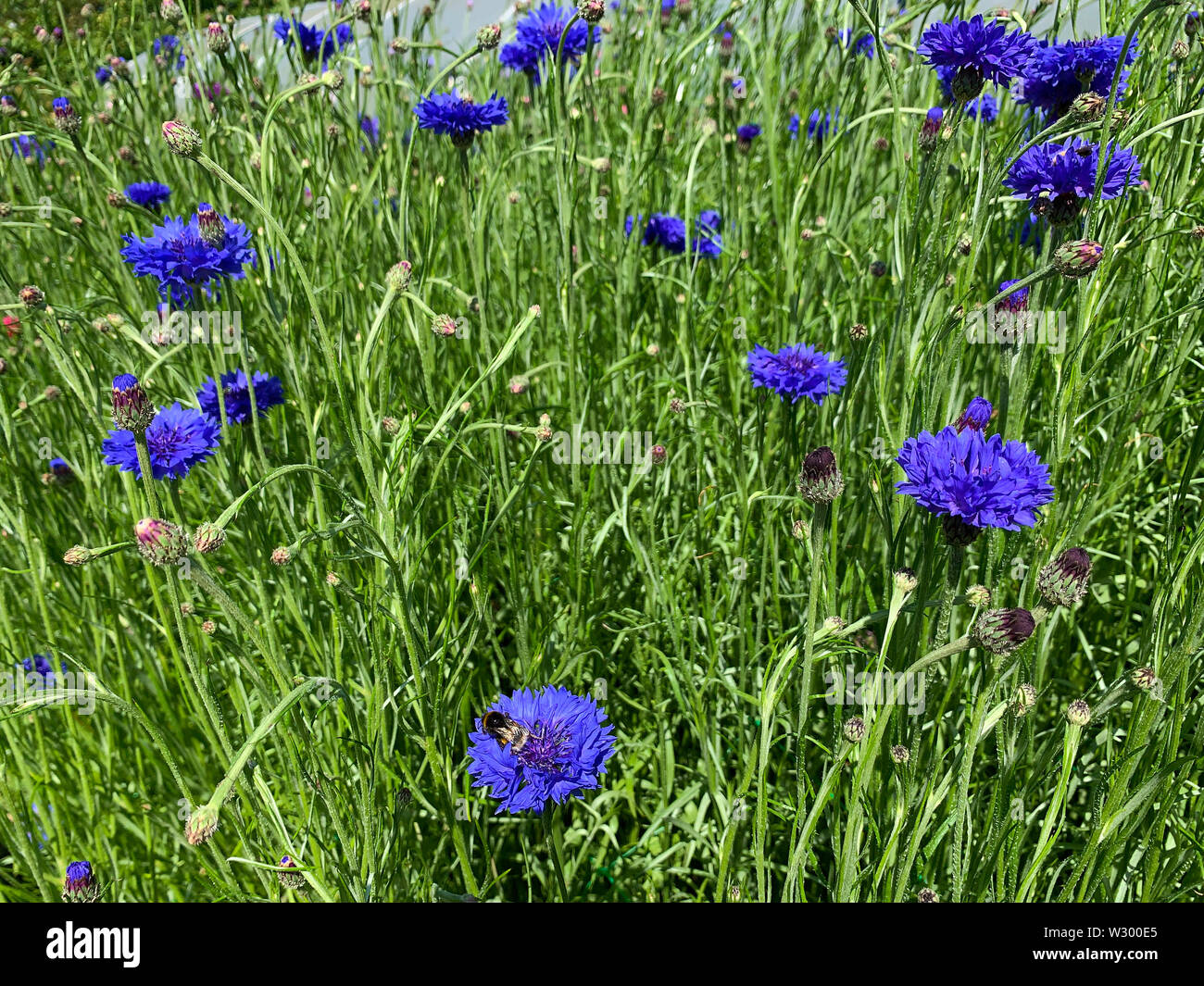 Bleuet des champs Banque D'Images