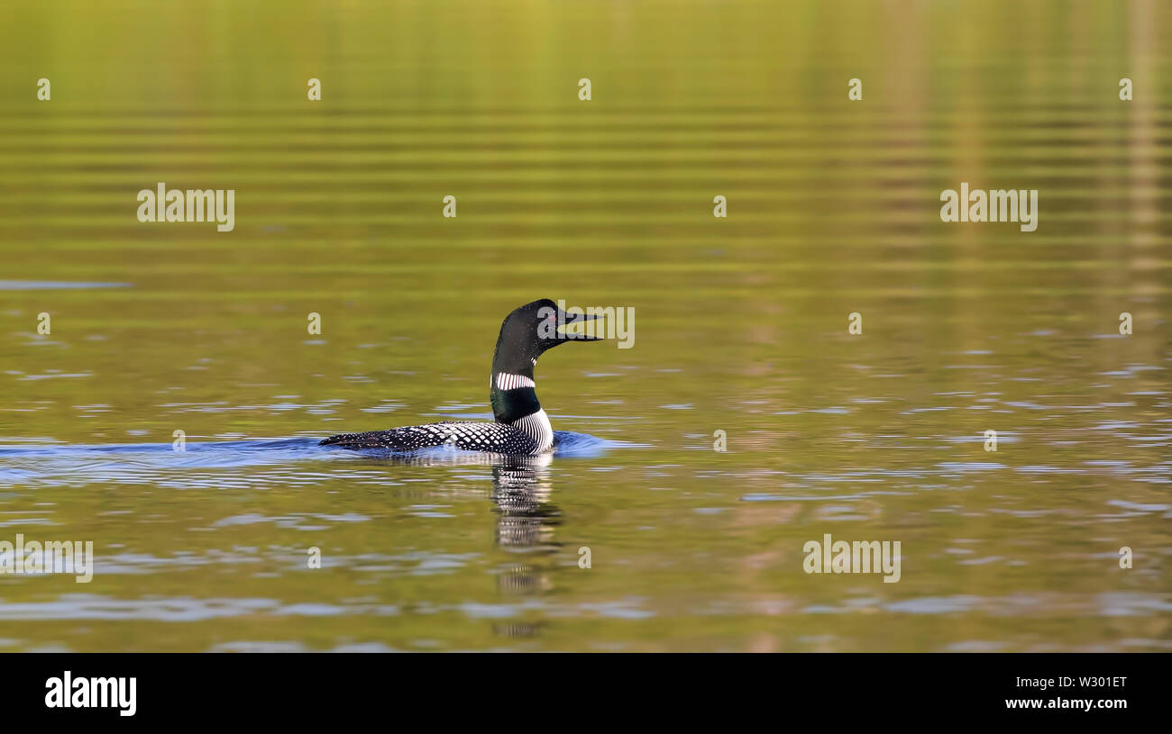 Plongeon huard (Gavia immer) appelant au début de matin d'été, de l'Ontario, Canada Banque D'Images