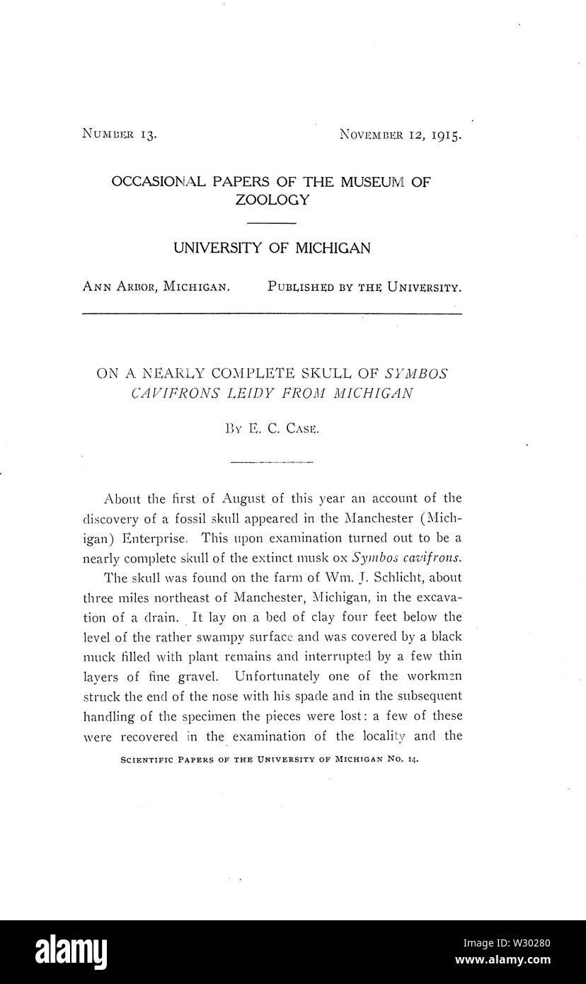 Sur un crâne presque complet de Symbos cavifrons Leidy de Michigan Page 01 Banque D'Images Sur un crâne presque complet de Symbos cavifrons Leidy de Michigan Page 01 Banque D'Images