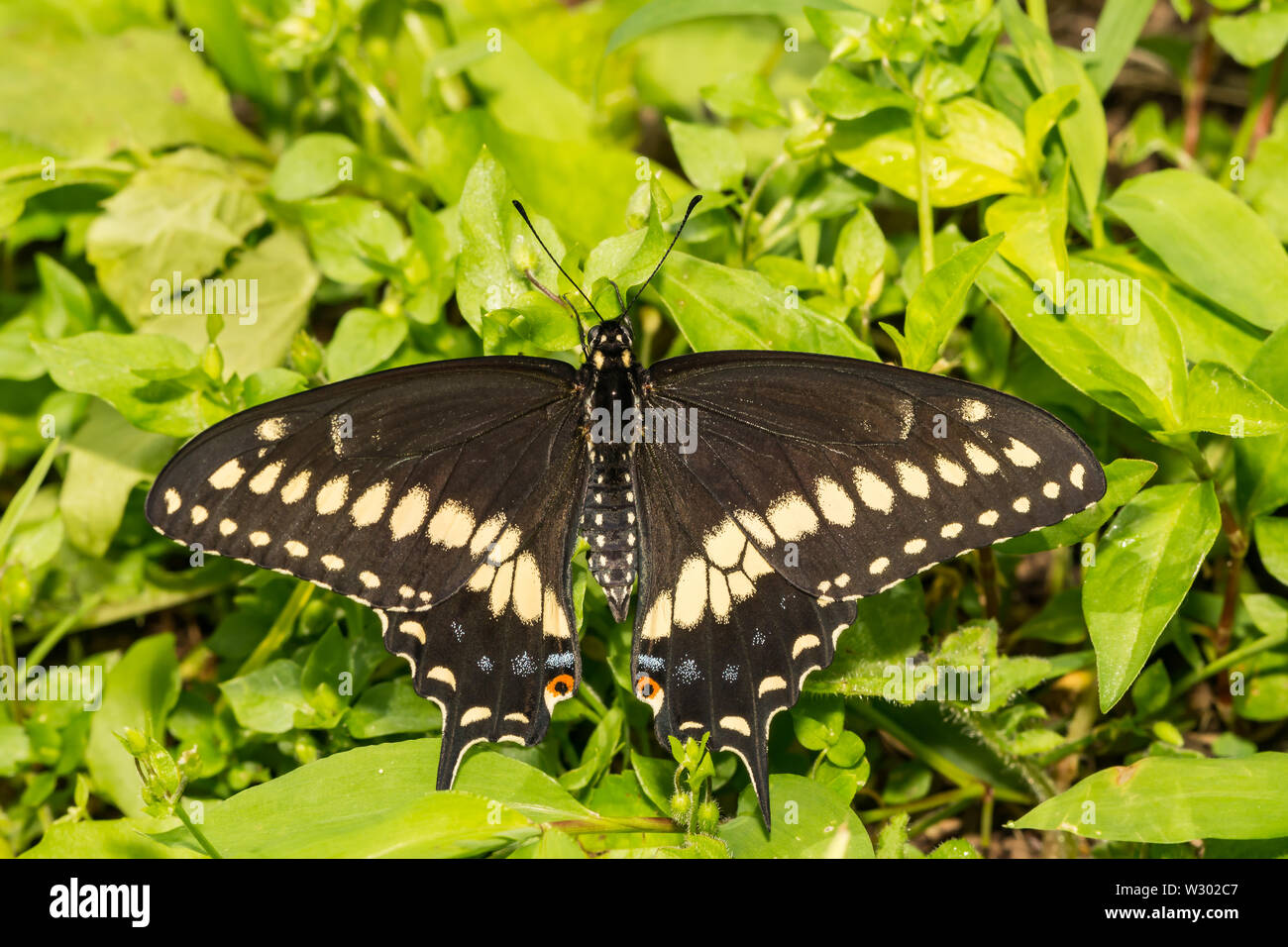 Noir de l'Est (papillon du machaon Papilio polyxenes) Banque D'Images