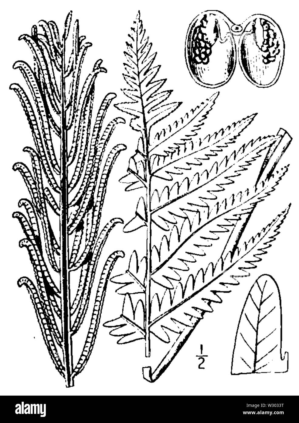 Onoclea struthiopteris BB-1913 Banque D'Images