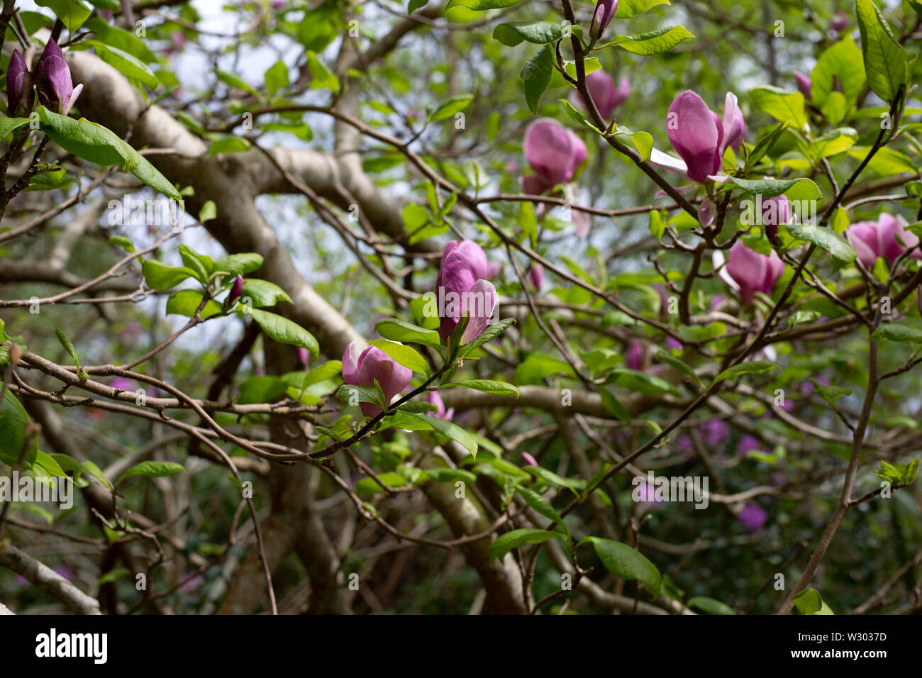Magnolia dans le Parc National de Killarney, Irlande. Banque D'Images