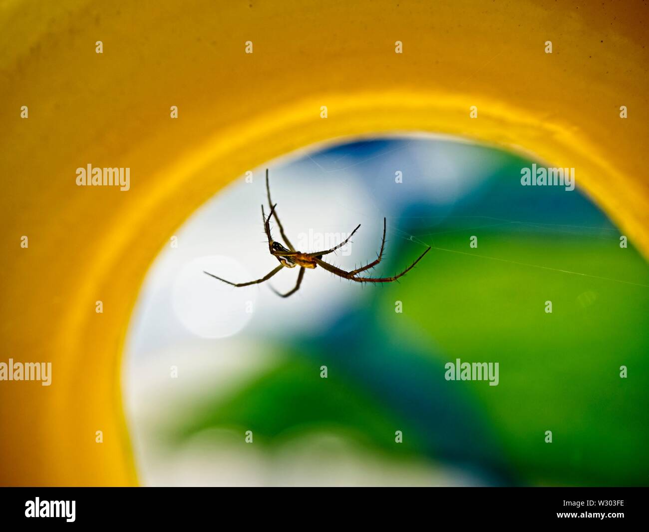 The Woodlands, TX USA - 05/24/2019 - Spider en cercle jaune 1 Banque D'Images