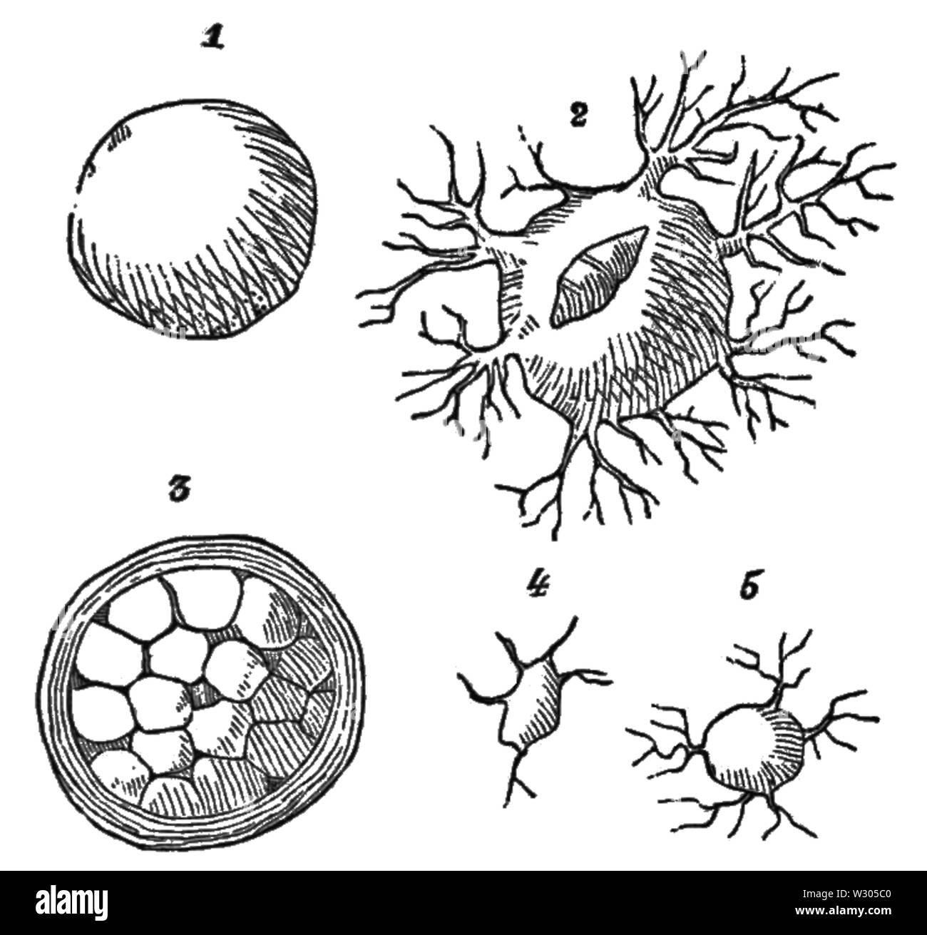 PSM V04 Protomixa aurantyaca D194 Banque D'Images