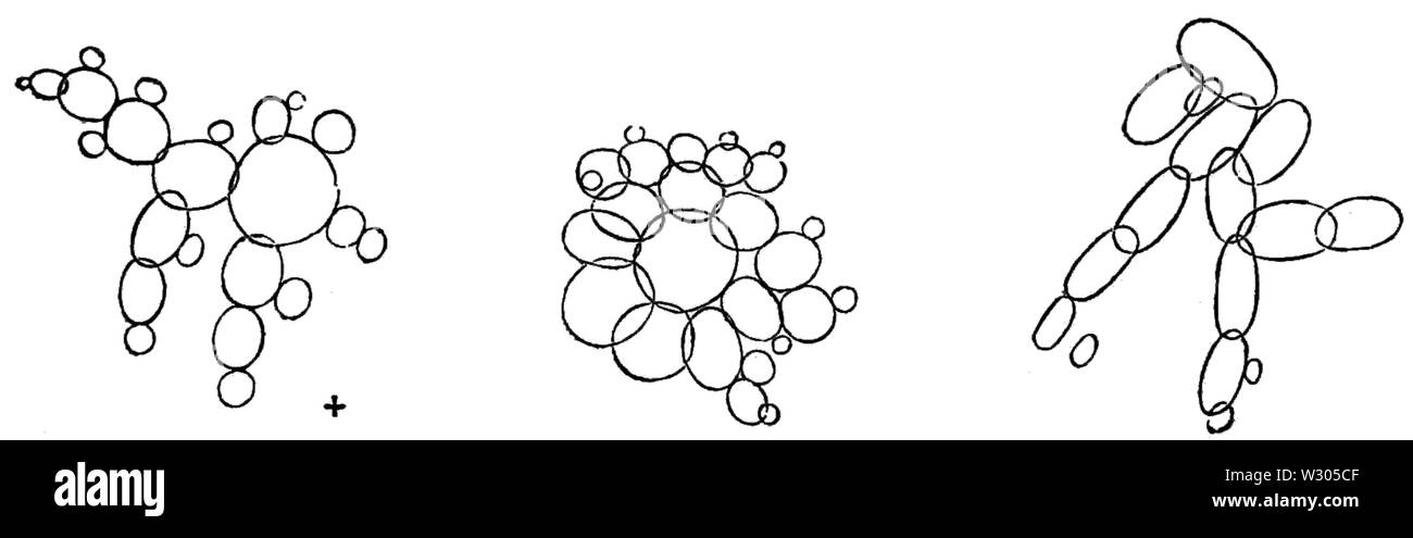PSM V06 D595 Cell et ses bourgeons Banque D'Images