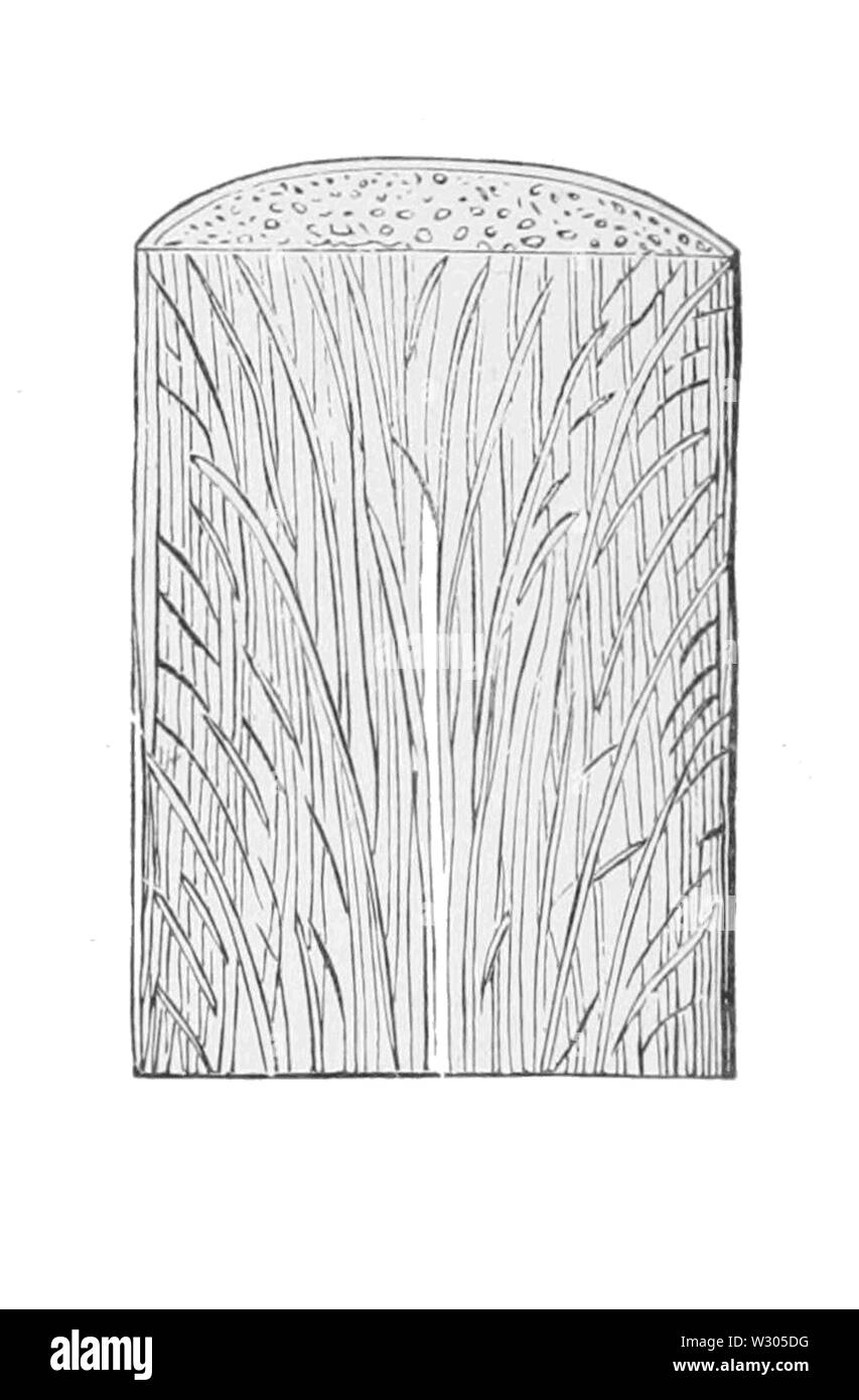 PSM V36 D387 3 Section de tige de palmier Banque D'Images