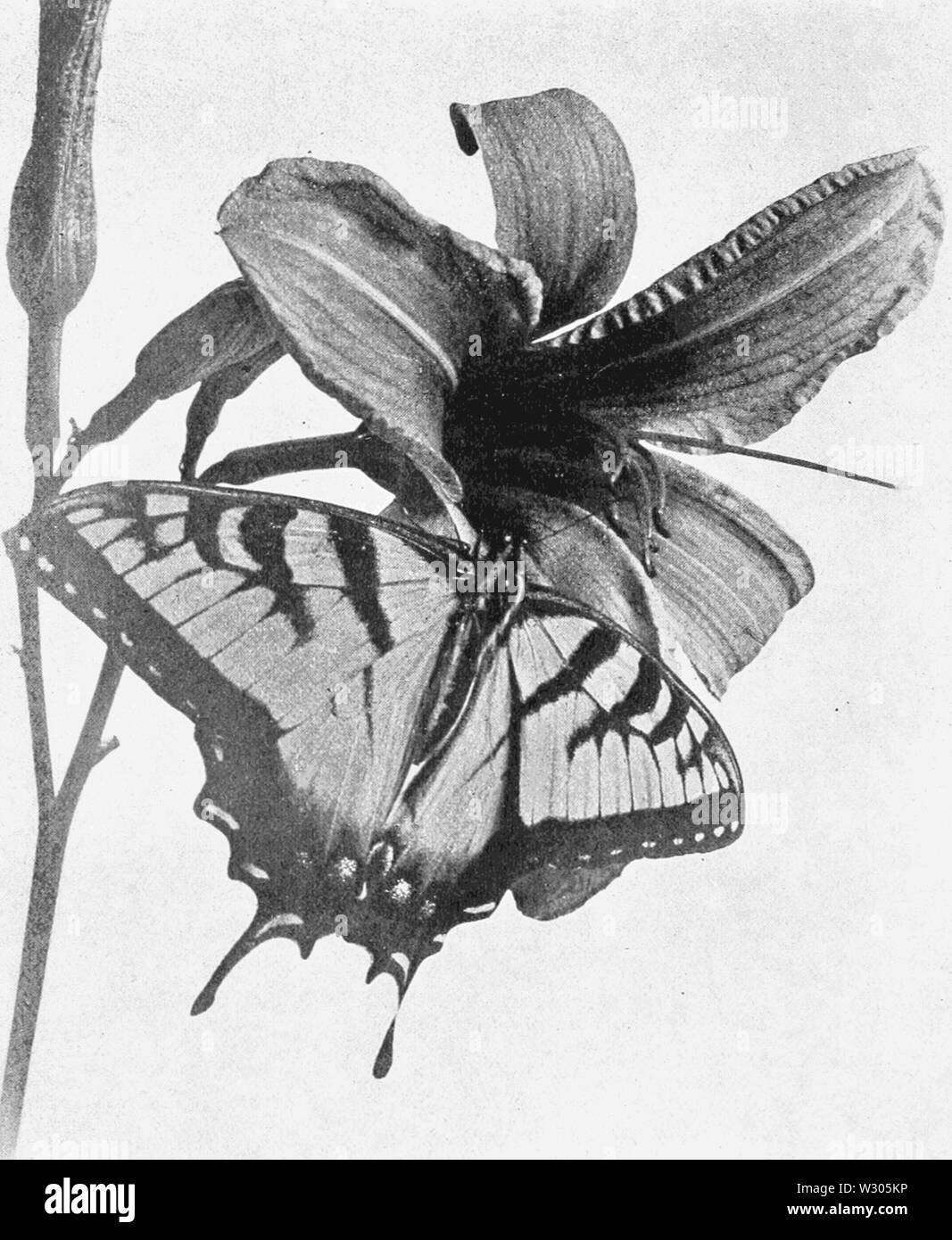 PSM V53 D468 Papilio turnus Banque D'Images