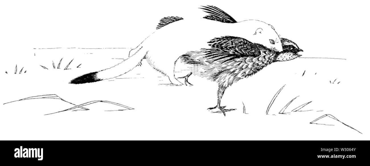 PSM V54 D814 oiseau attaquant Belette Banque D'Images