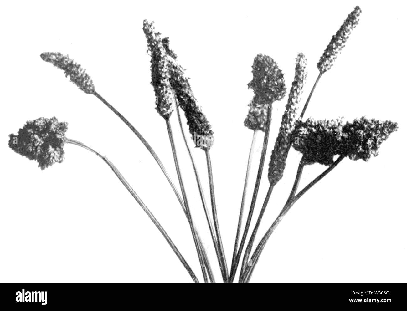 PSM V55 D390 chefs mal formé de Plantago lanceolata Banque D'Images
