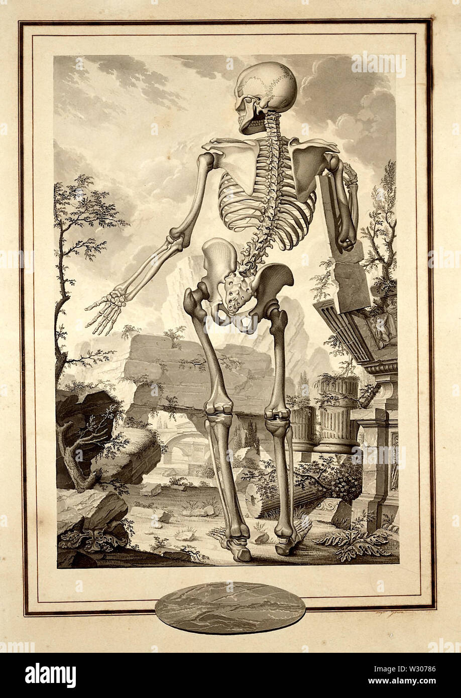 Dessin anatomique muscle squelette Banque de photographies et d’images ...