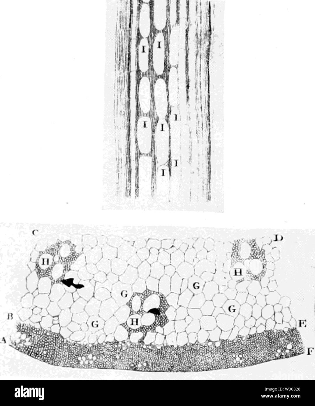 PSM V58 D591 de leeuwenhoek arcana naturae Banque D'Images