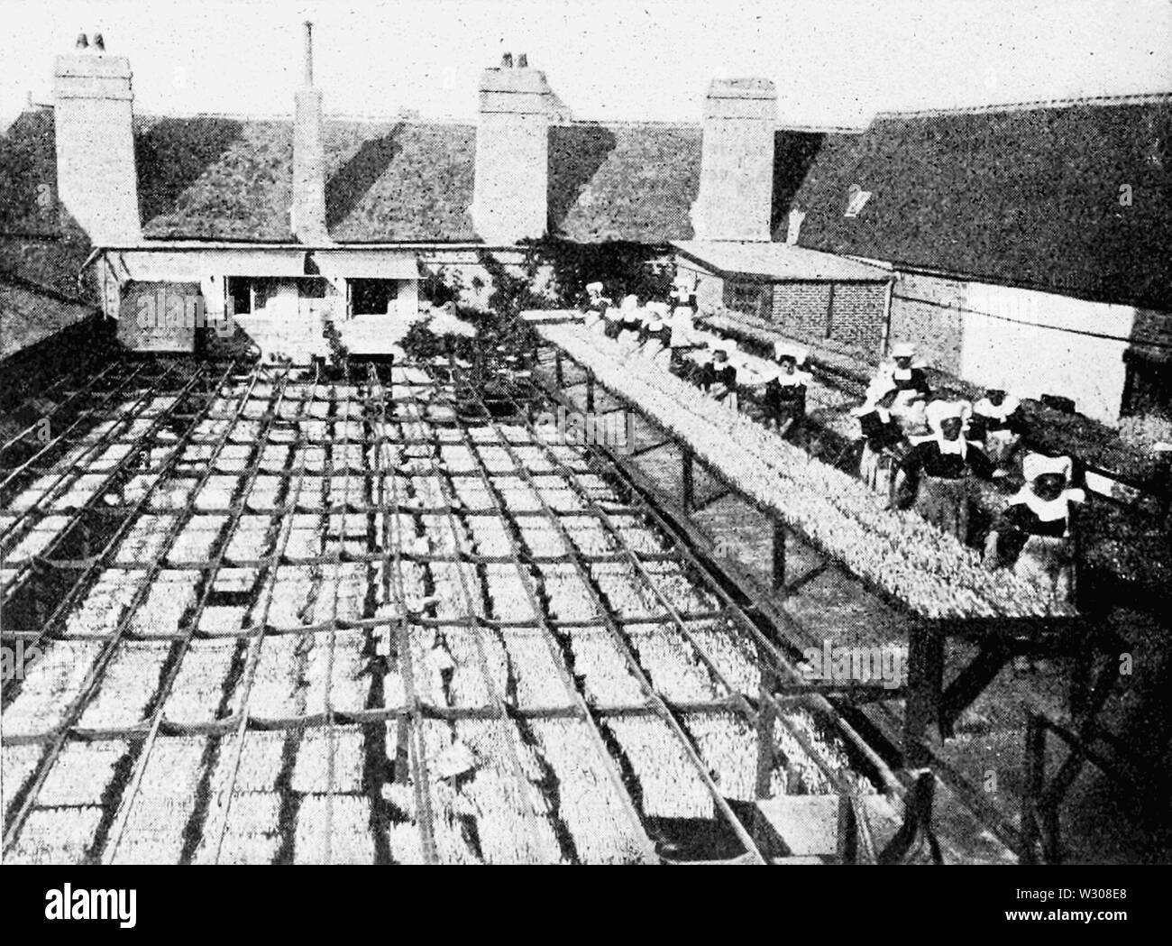 PSM V59 D564 Sardines sécher dans la conserverie yard Banque D'Images