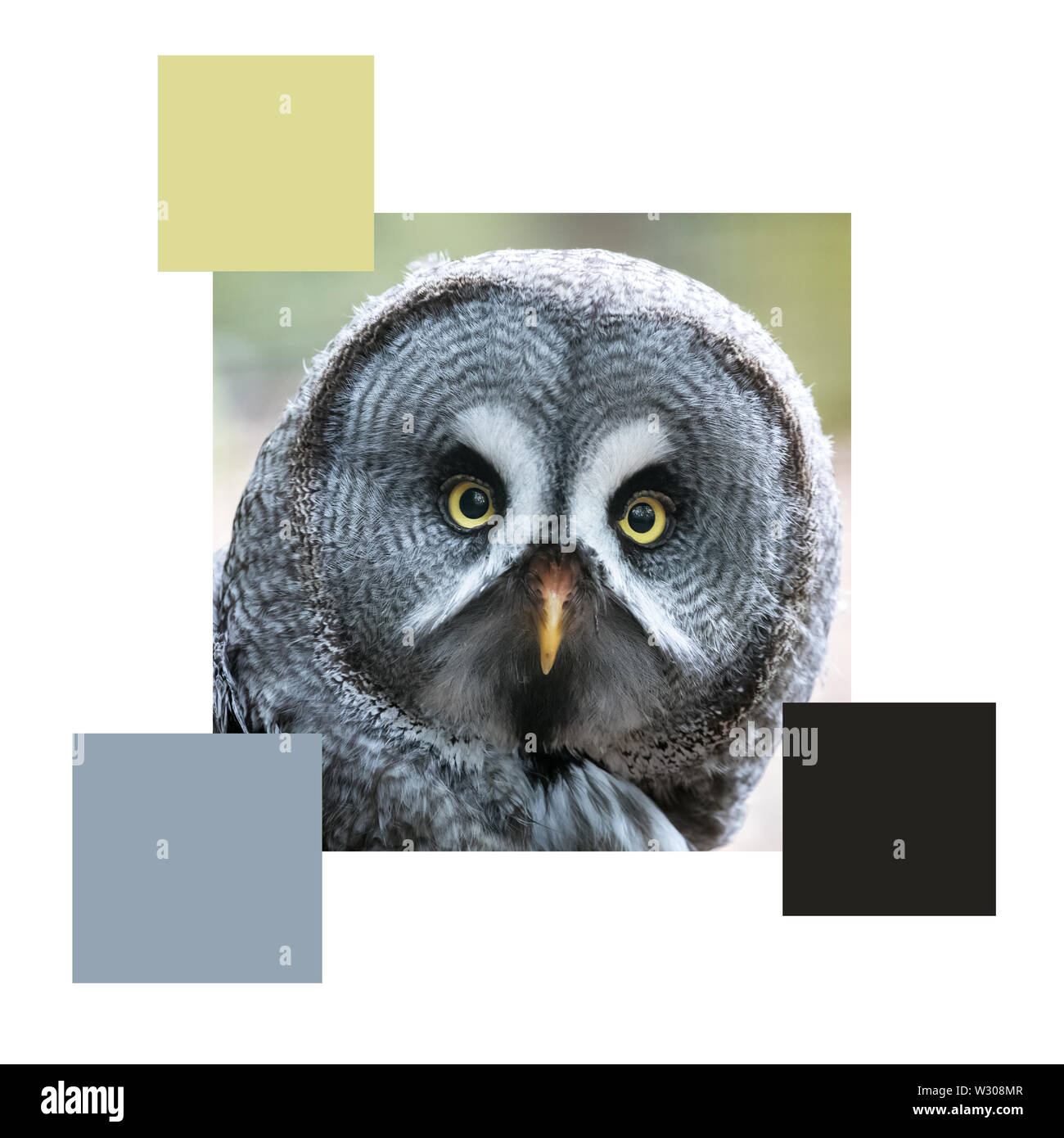 De gros plan le visage d'une Chouette lapone, ensemble avec échantillons de couleur et l'espace pour le texte. Le thème de couleurs de l'image. Banque D'Images
