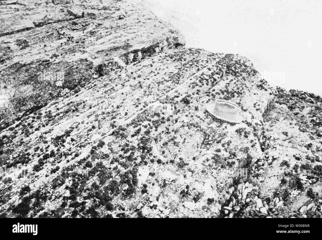 PSM V60 D209 Endocladia muricata sur rock schisteuse avec les moules et les balanes Banque D'Images