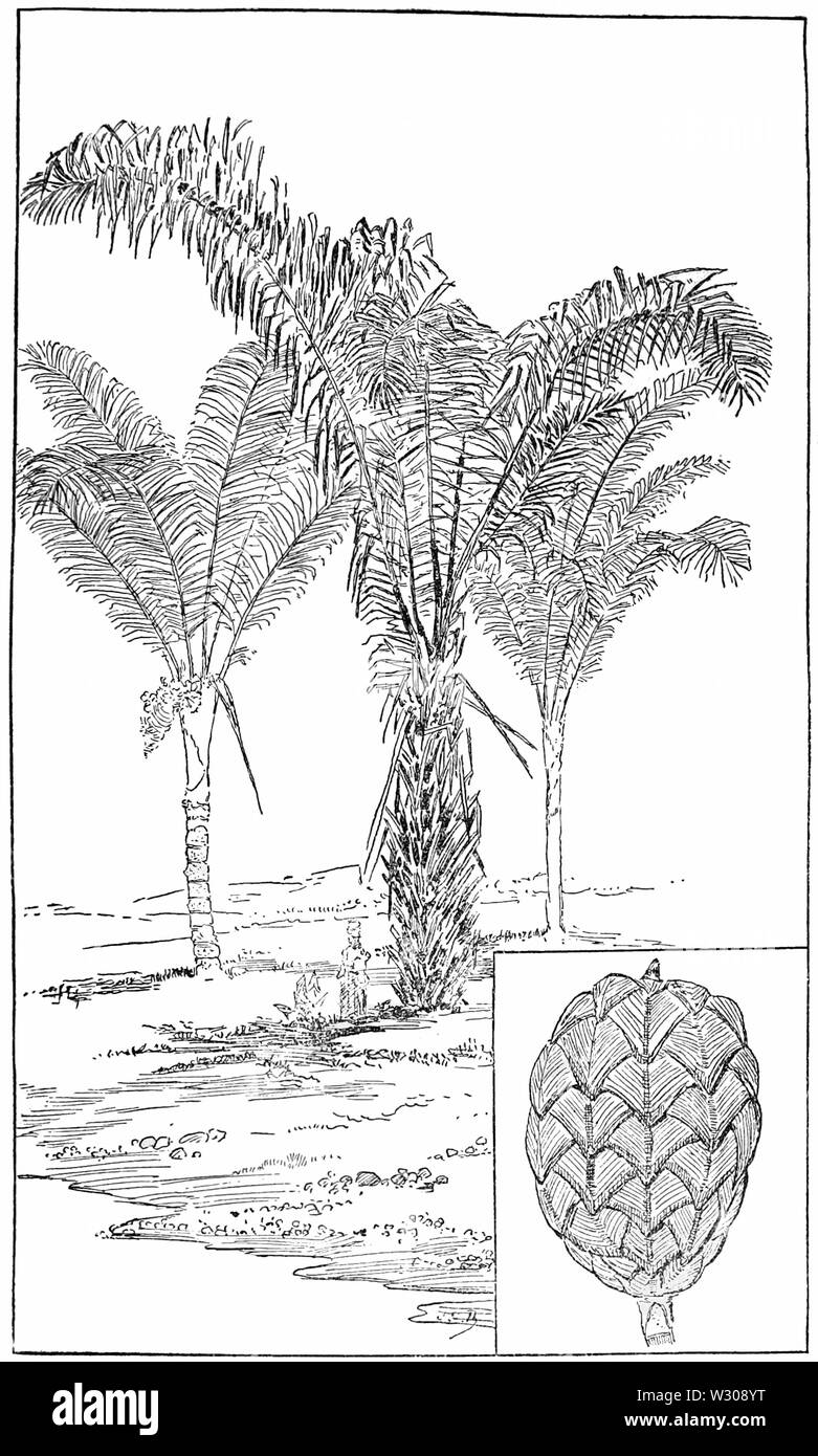 PSM V60 D403 le jupay toedigera Raphia des amazones inférieur Banque D'Images