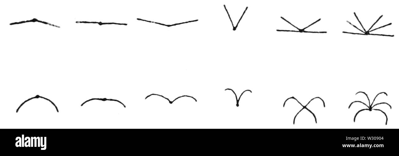 PSM V60 D404 diagramme de la coupe transversale de feuilles de palmier et d'arrangement des feuilles Banque D'Images
