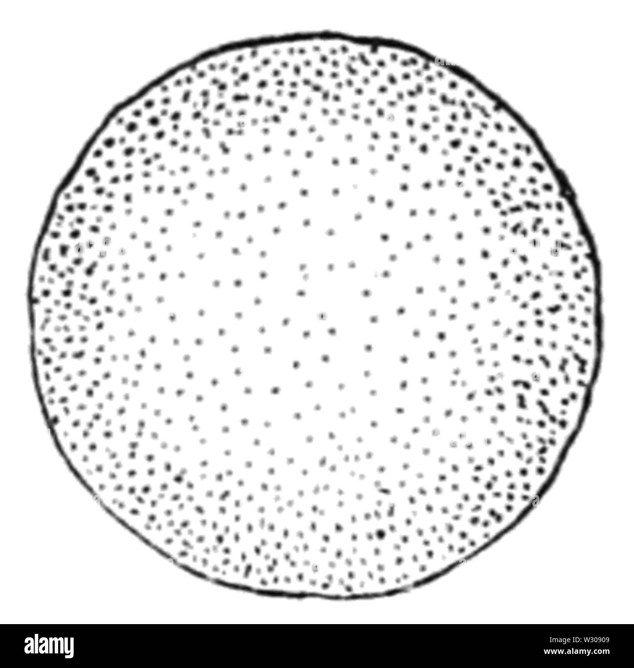PSM V60 D401 tronc de palmier Coupe transversale montrant la fibro faisceaux vasculaires et bases de frondes Banque D'Images