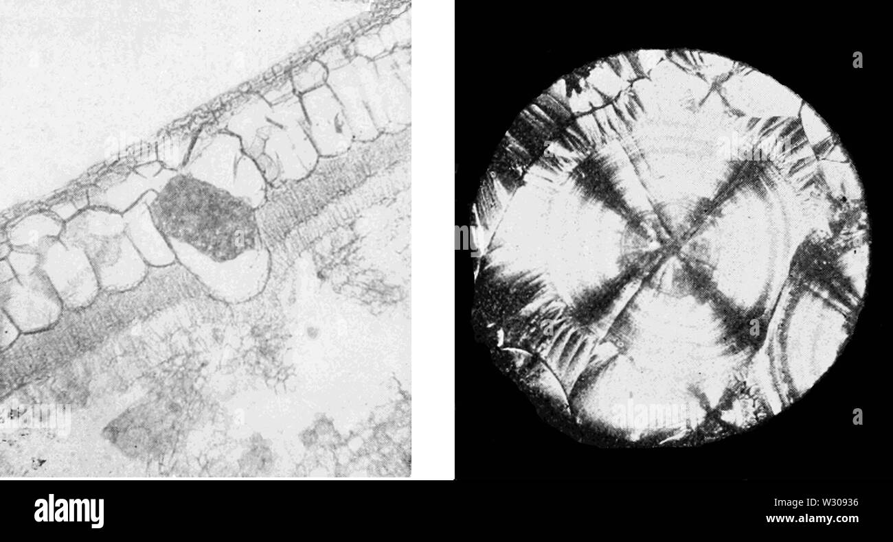 PSM V61 D158 Crystal de aaco3 en Inde usine de caoutchouc et de la brucine crystal Banque D'Images