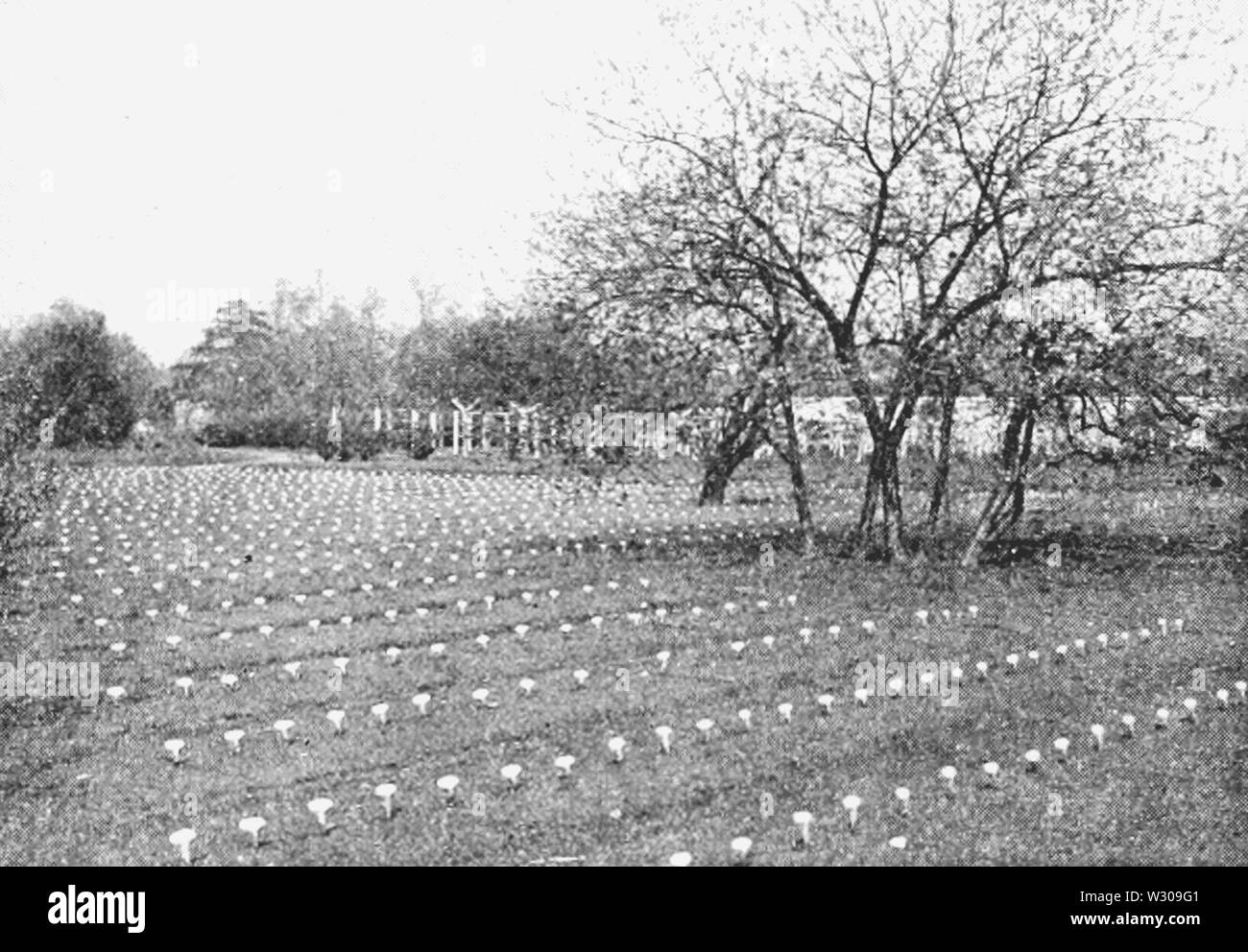 PSM V62 D222 lits de semences Banque D'Images