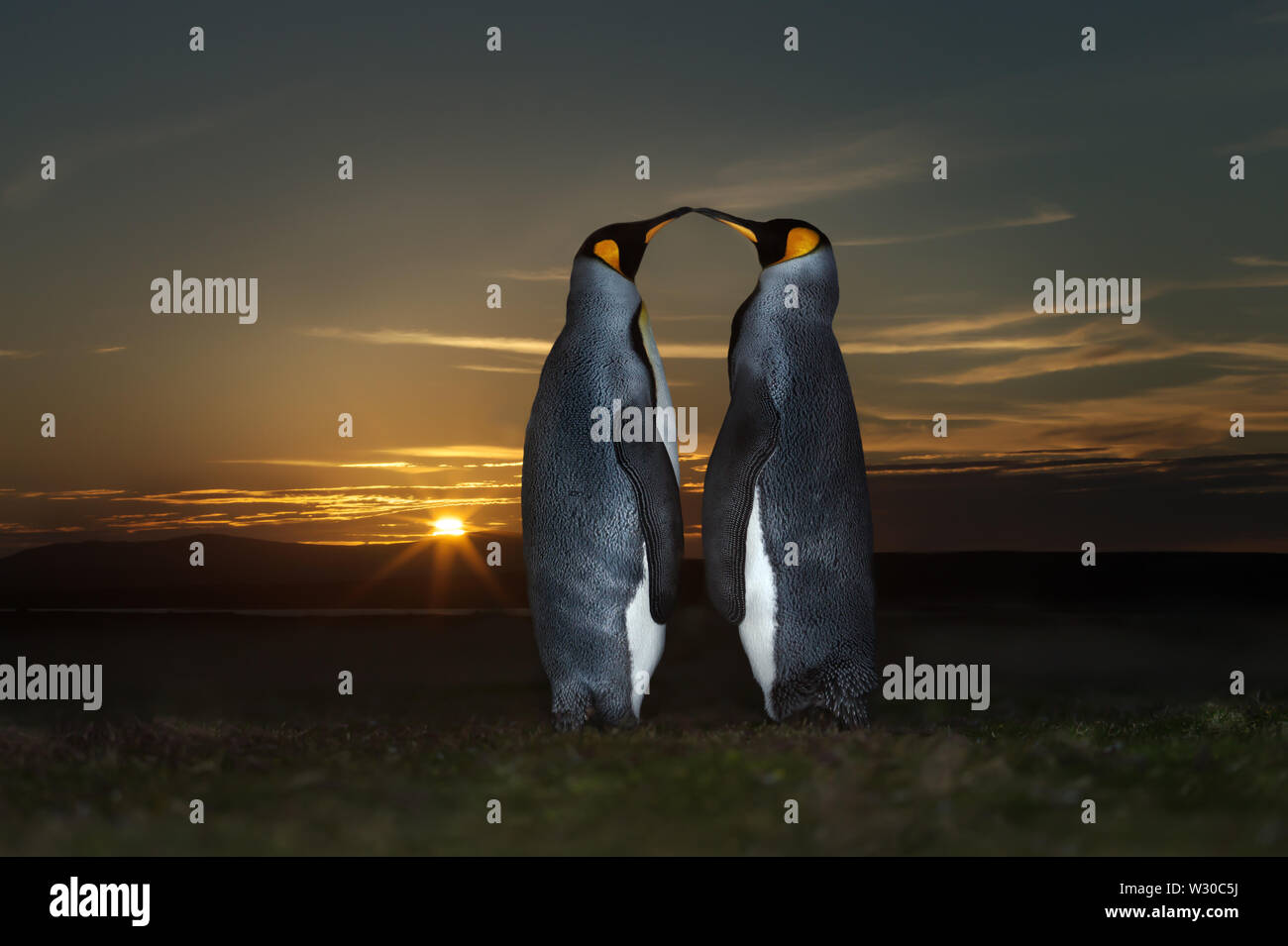 Close up de deux manchots royaux (Aptenodytes patagonicus) au coucher du soleil, îles Falkland. Banque D'Images