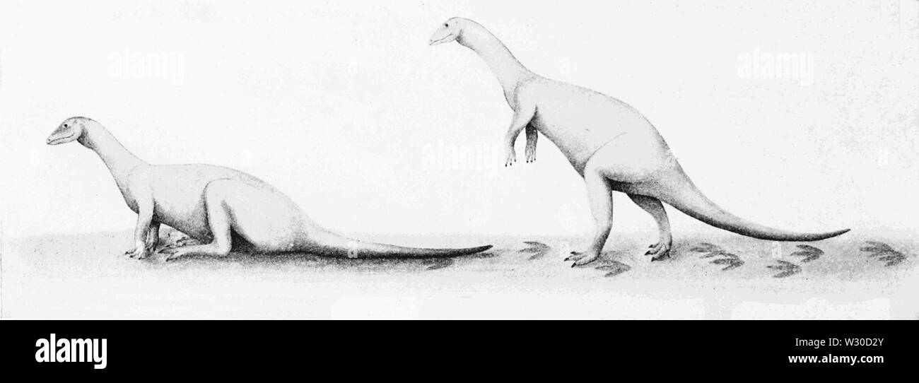 PSM V66 D149 les dinosaures herbivores reconstituée par les données de l'empreinte Banque D'Images