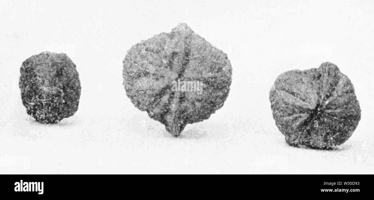 PSM V66 D219 japonais et anglais croisés noix Banque D'Images