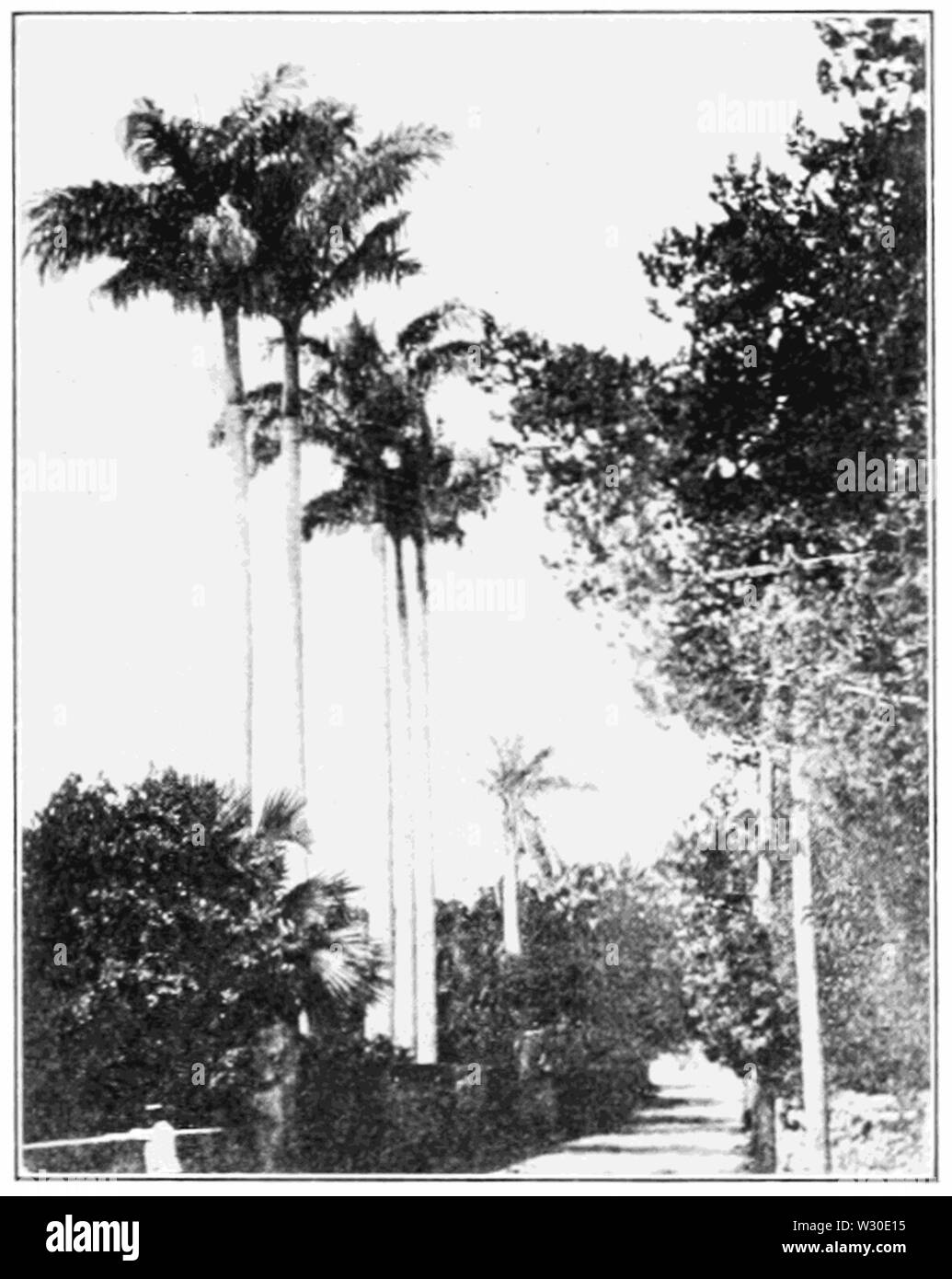 PSM V66 D411 Royal Palms à Pembroke Hall près de Hamilton Banque D'Images