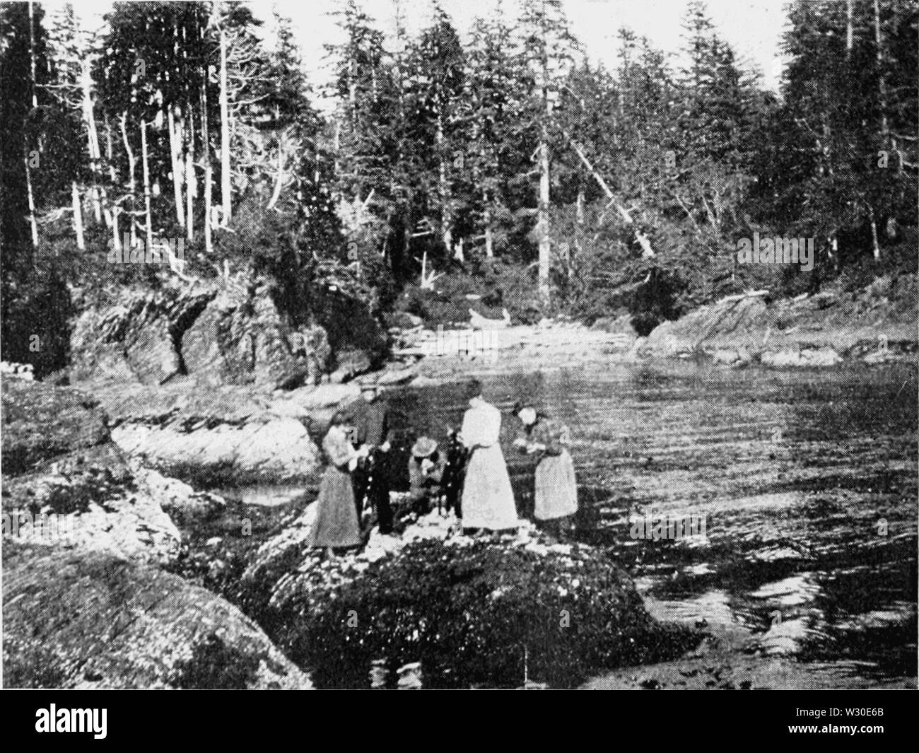 PSM V67 D090 La collecte de varech géant à marée basse Banque D'Images