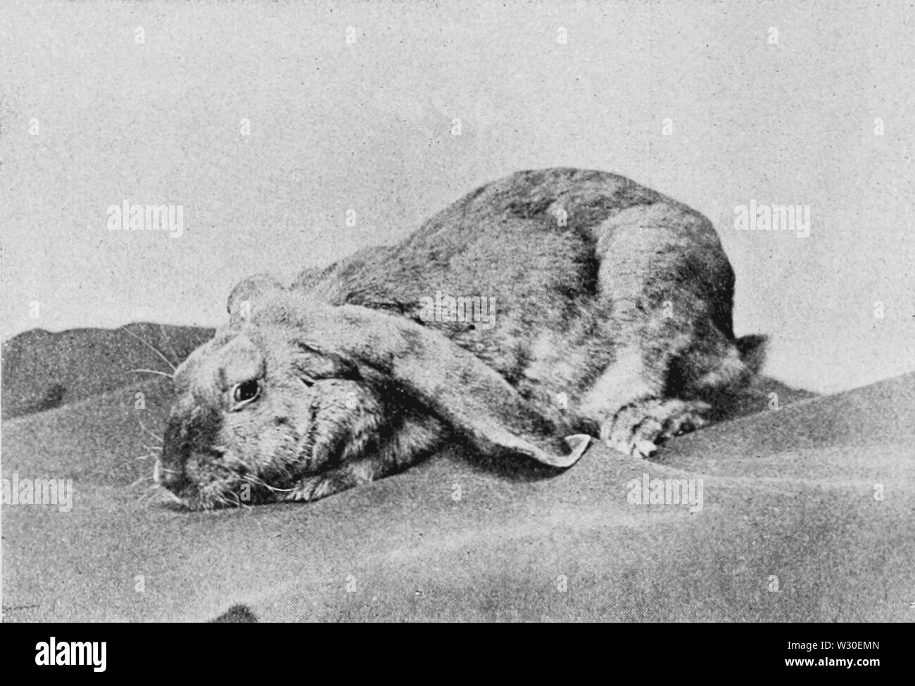 PSM V67 D200 Brown lop rabbit oreilles couché Banque D'Images