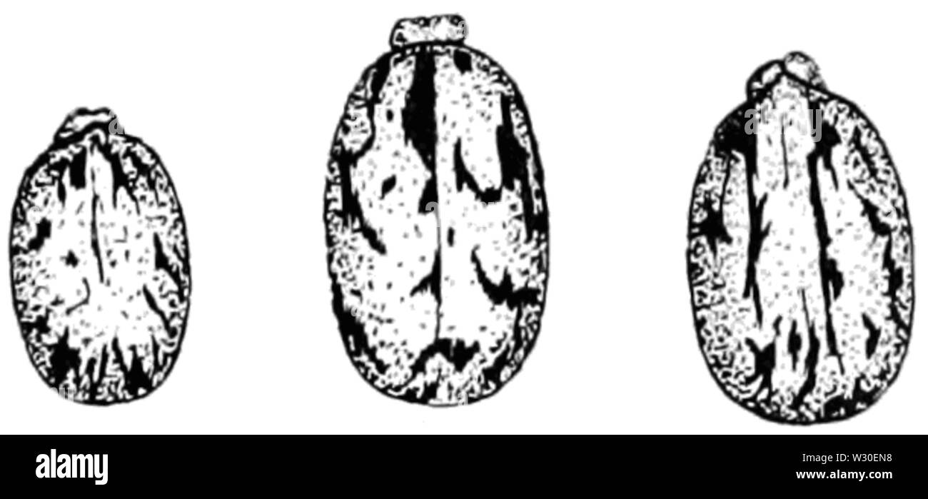 PSM V67 D189 haricots Roulette Banque D'Images