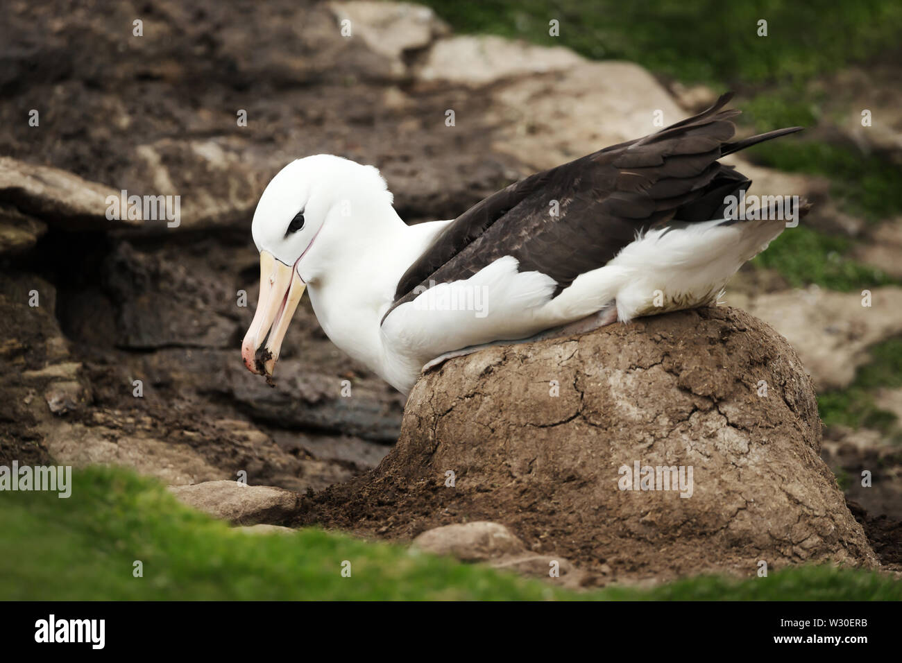 Gros plan d'une corneille noire la construction d'un nid de pied de boue, îles Falkland. Banque D'Images