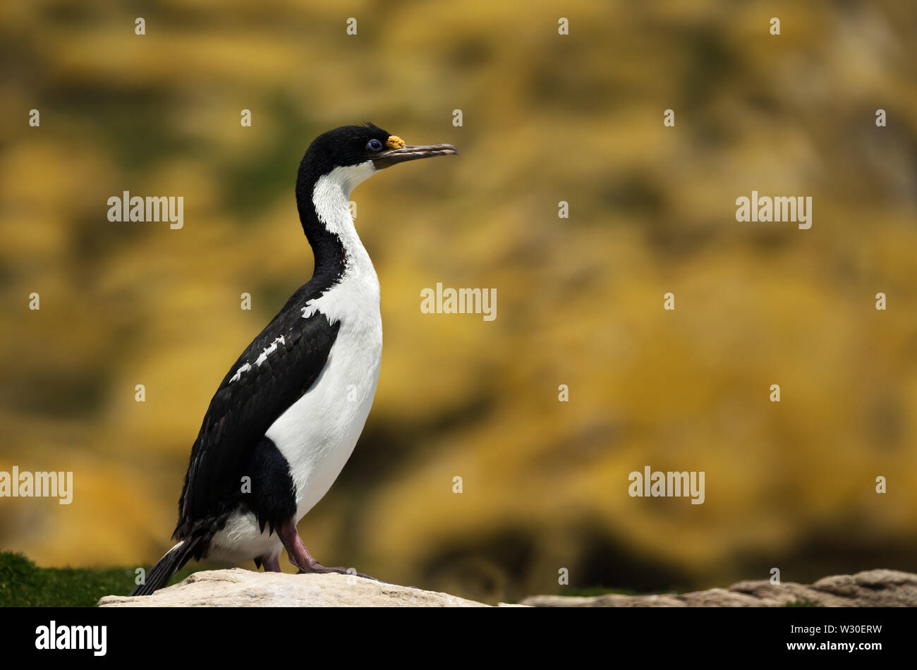 Close-up of an Imperial shag (Leucocarbo atriceps) perché sur un rocher, îles Falkland. Banque D'Images