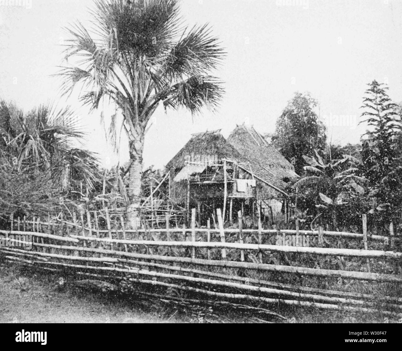 PSM V67 D235 La palm burri Banque D'Images