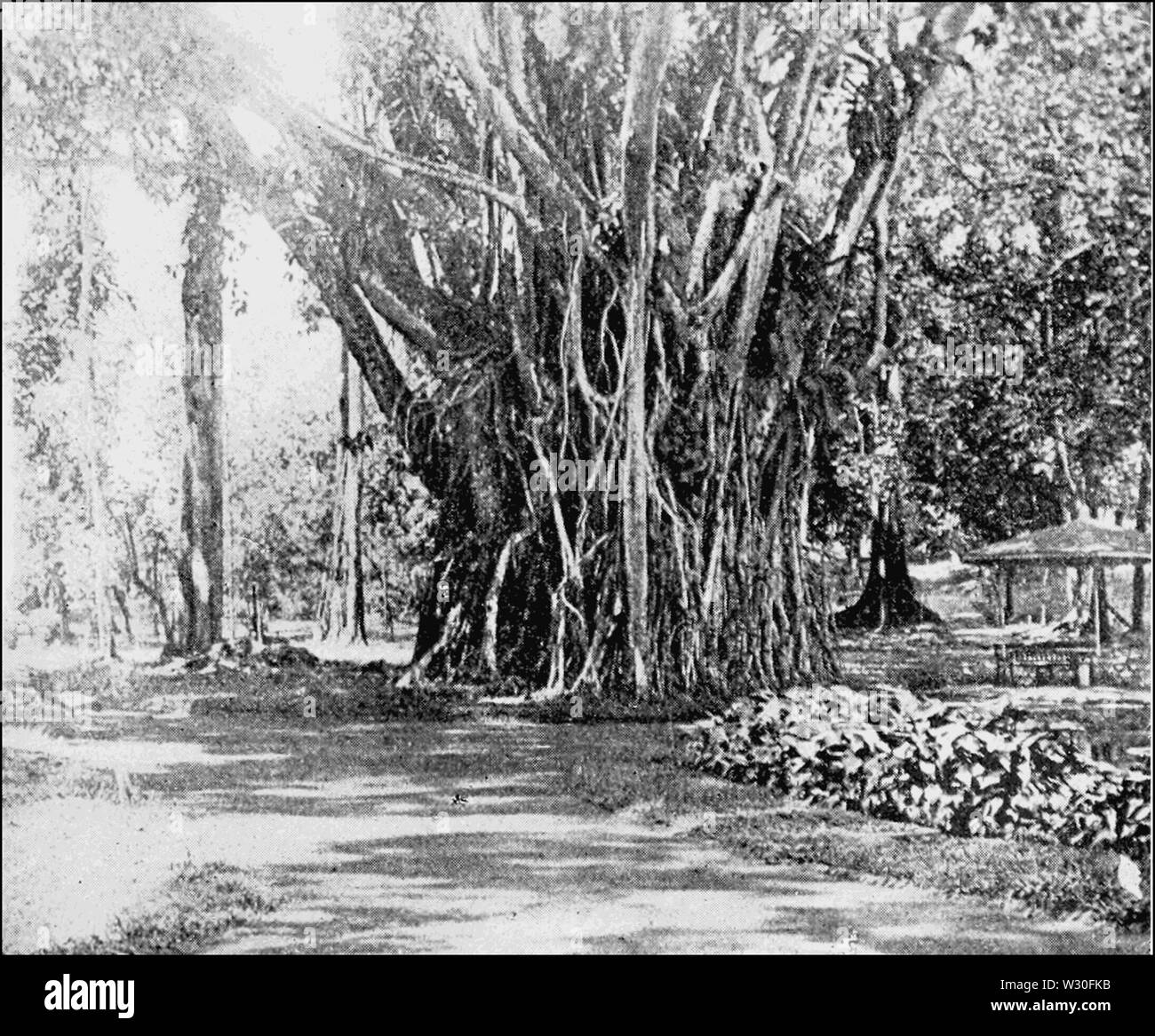 PSM V67 D593 India rubber tree Banque D'Images