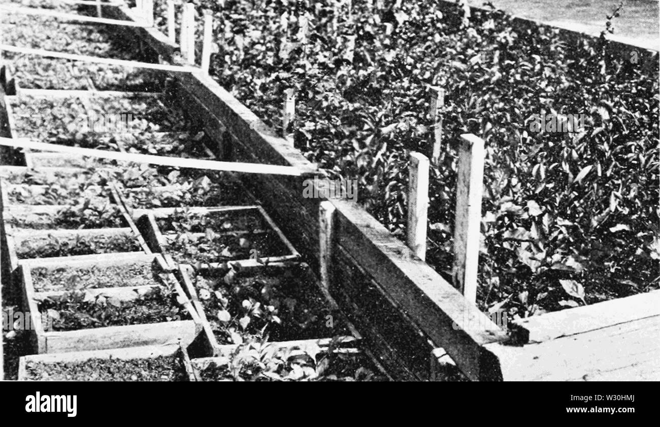 PSM V69 D221 plantes à graines de Crataegus dans l'Arnold Arboretum Banque D'Images