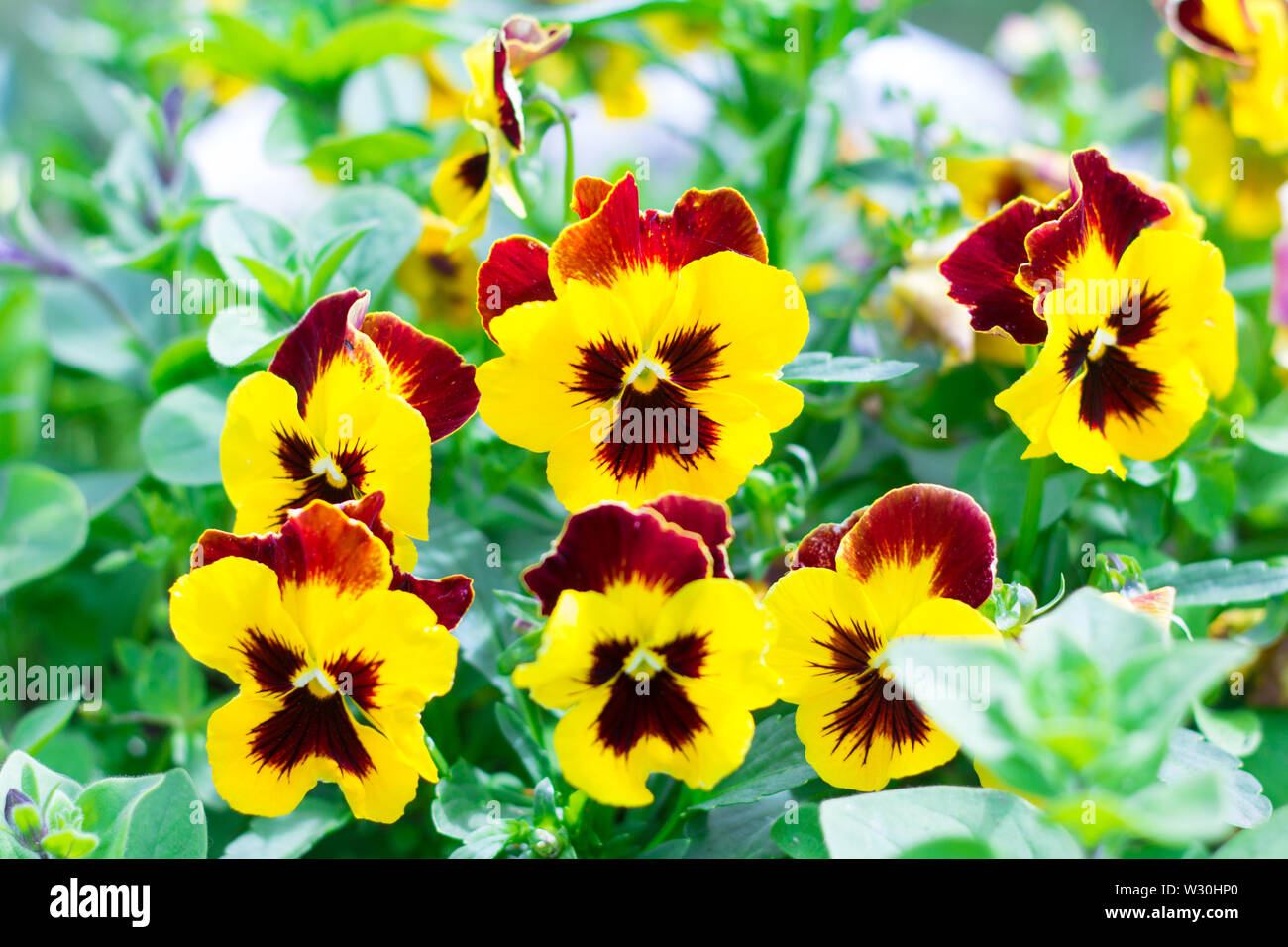 De grandes belles pensées de fleurs jaunes et rouges dans le jardin en été  Photo Stock - Alamy