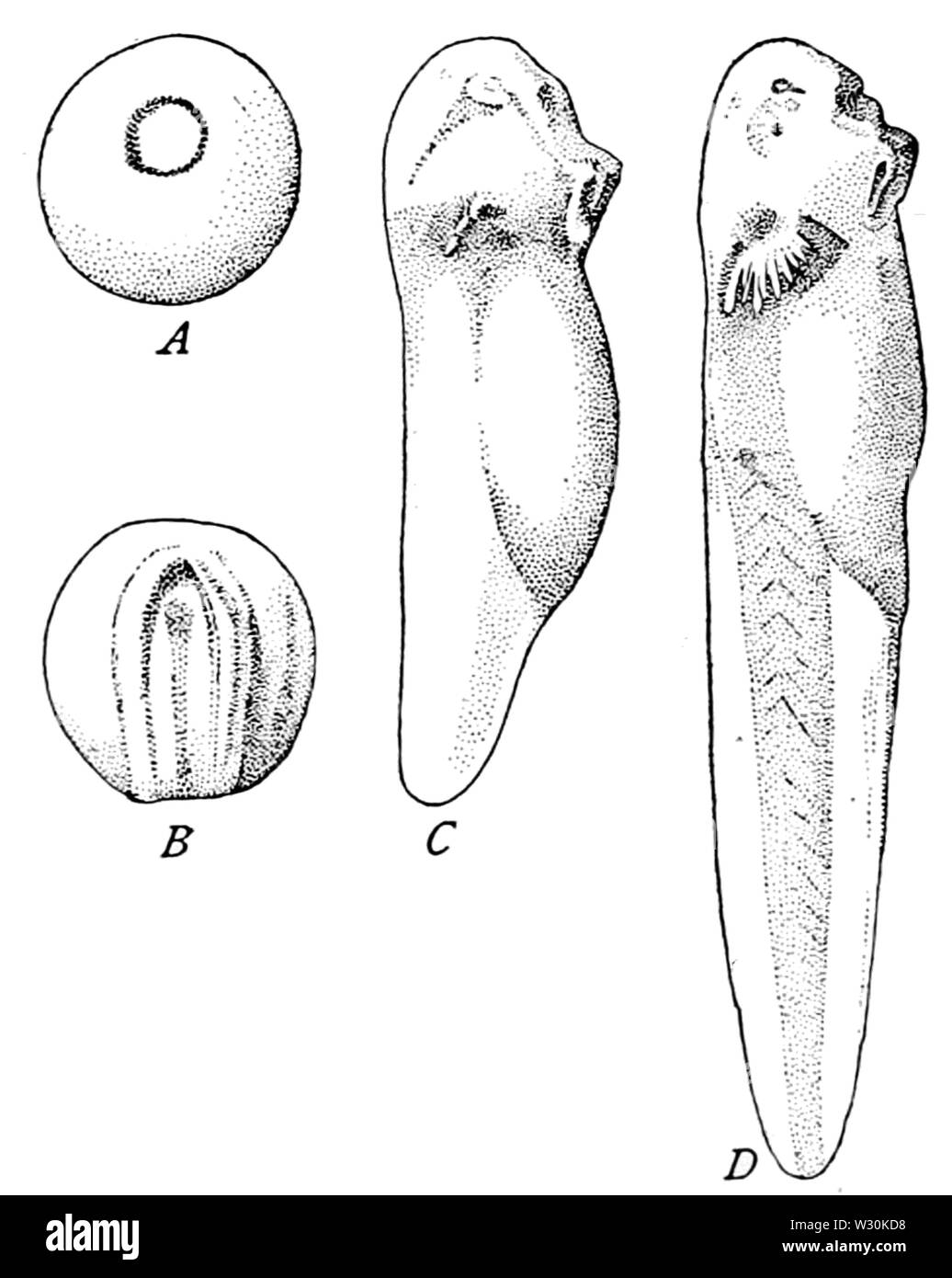 PSM V71 D200 Quatre têtards de la grenouille Rana fusca européenne Banque D'Images