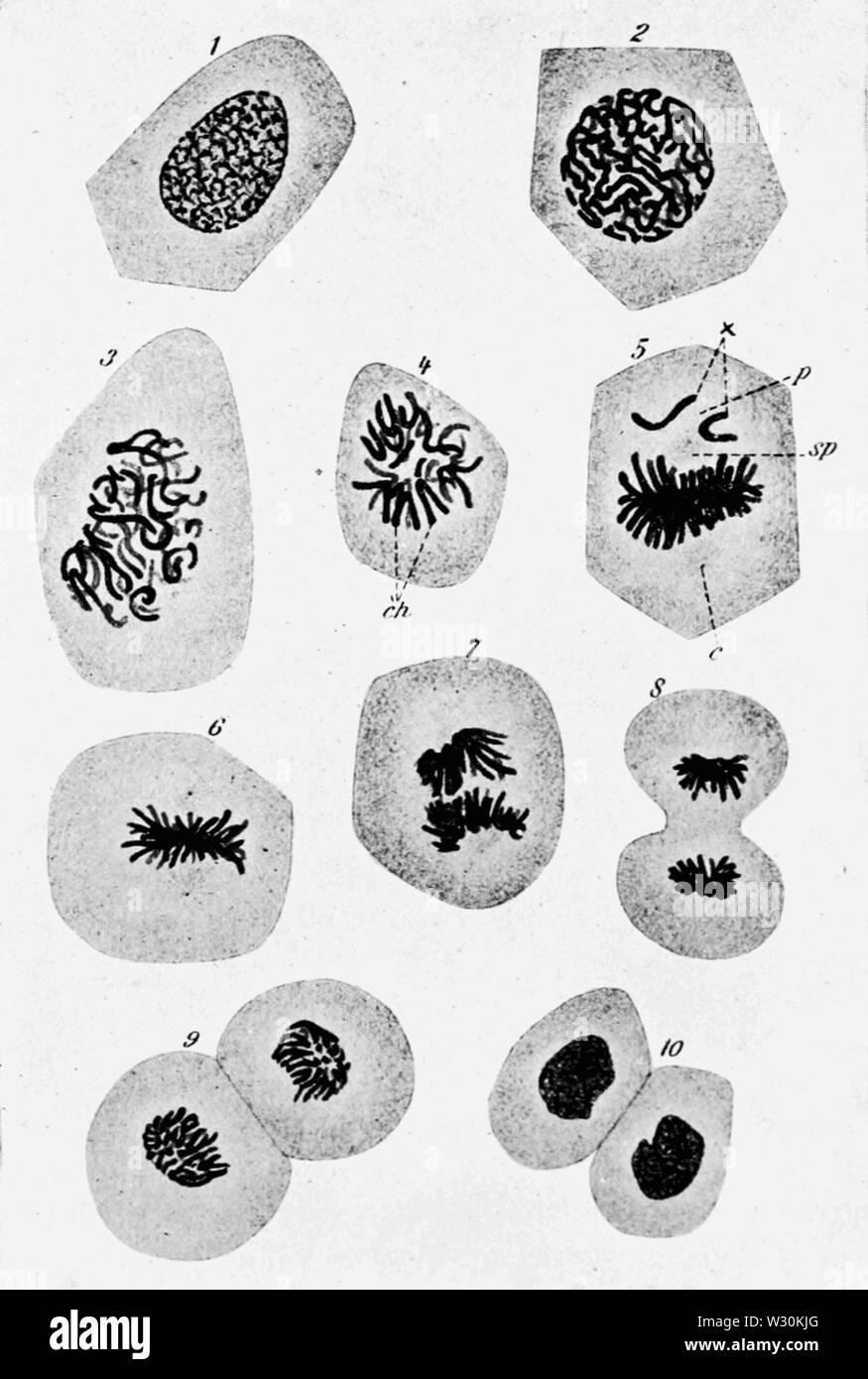PSM V71 D104 de cellules de la bouche de la salamandre pour montrer la mitose Banque D'Images