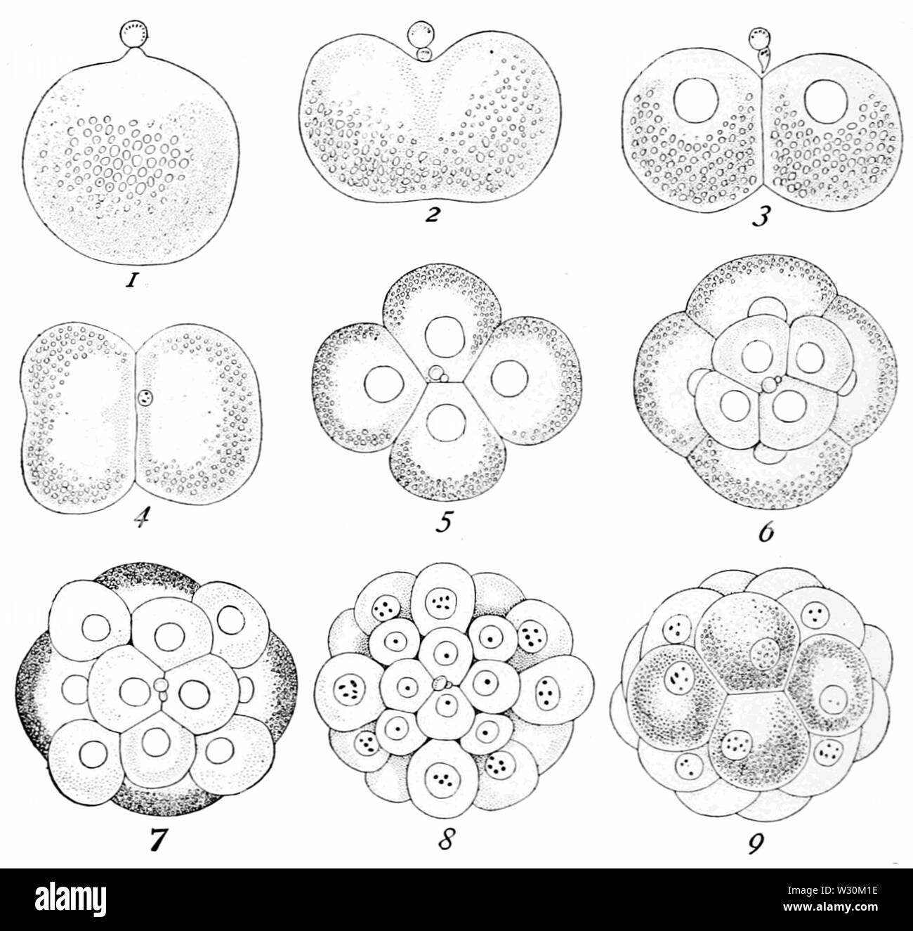 PSM V71 D462 La segmentation de l'ovule de planorbis Banque D'Images
