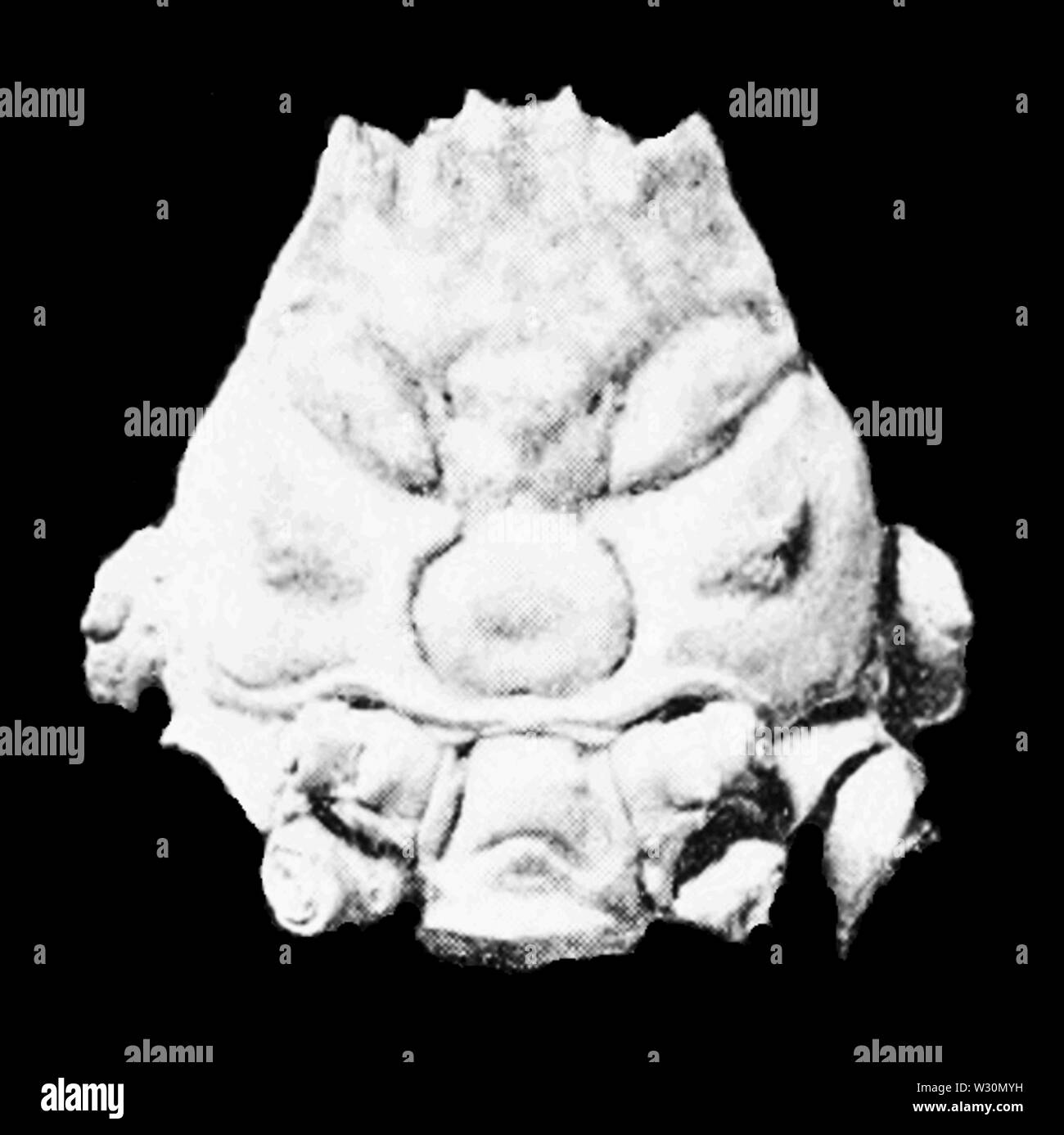 PSM V72 D309 d'une carapace de crabe japonais Banque D'Images