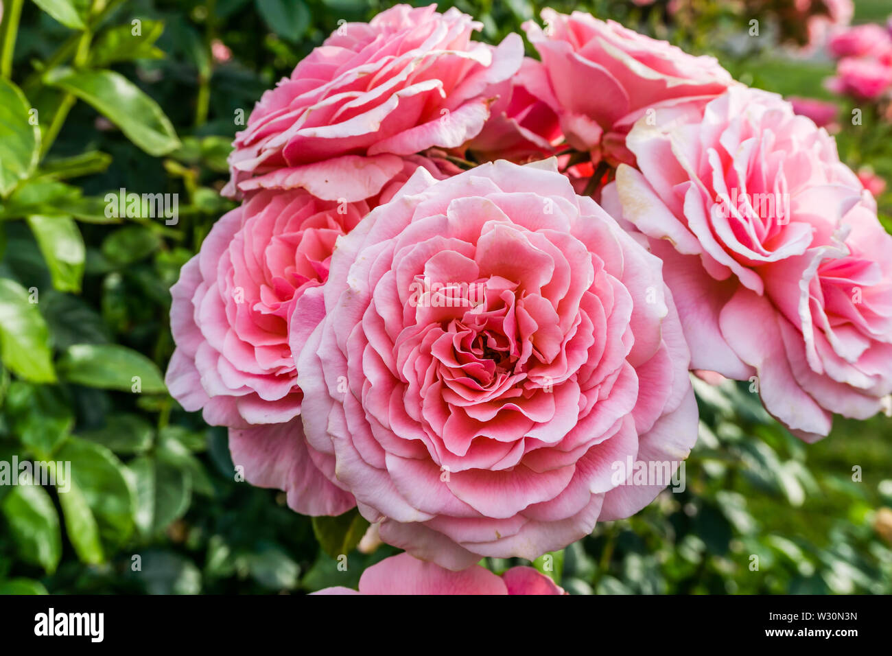 Un gros plan d'une grappe de roses roses au point Defiance Park à Tacoma, Washington. Banque D'Images
