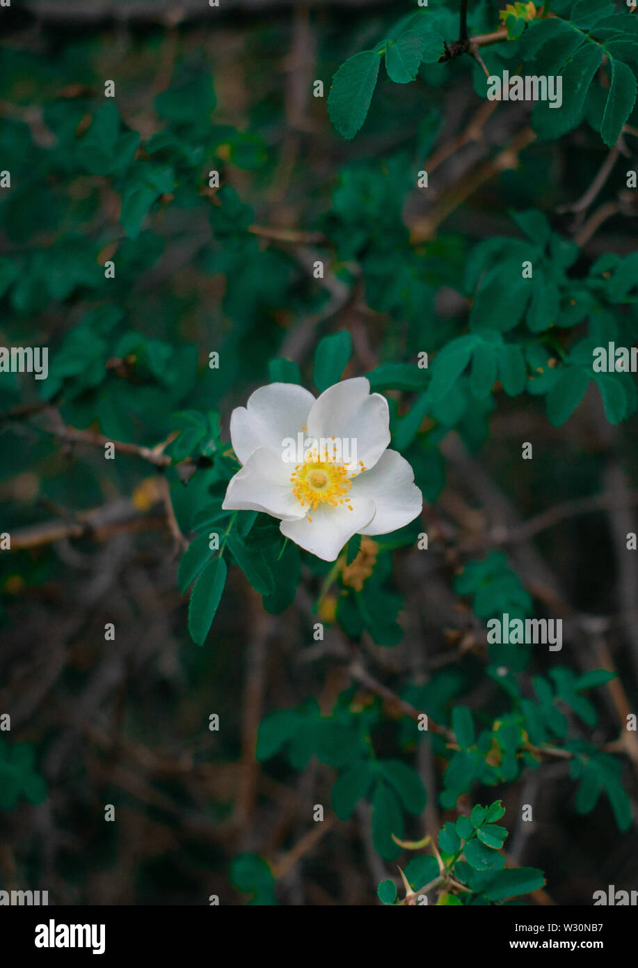 Les feuilles et fleurs Banque D'Images