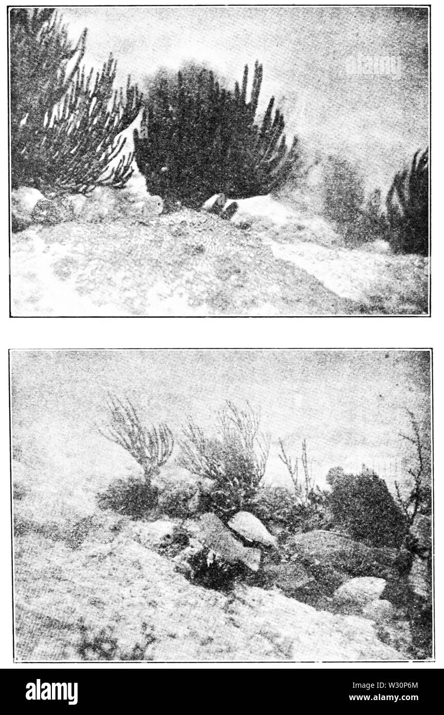 PSM V73 D386 Exemples de photographie sous-marine Banque D'Images