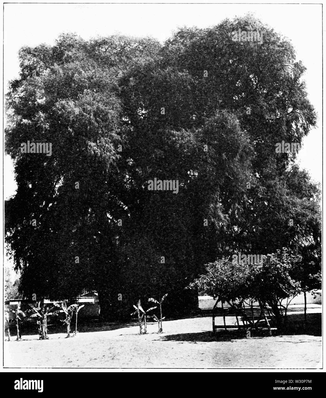 PSM V73 D397 Le grand arbre de tule Banque D'Images
