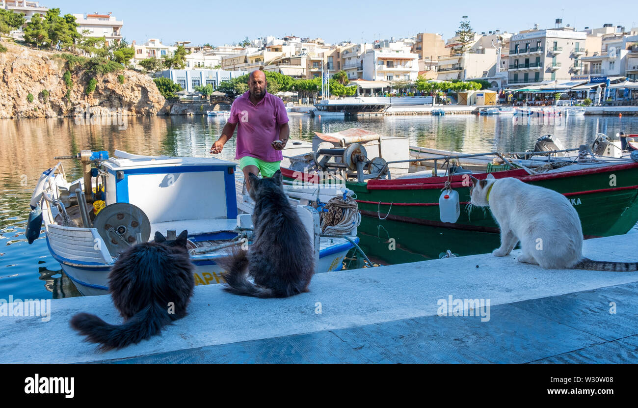 Les chats affamés en attente de bateau de pêche en Agios Nikolaos, Crète, Grèce Banque D'Images