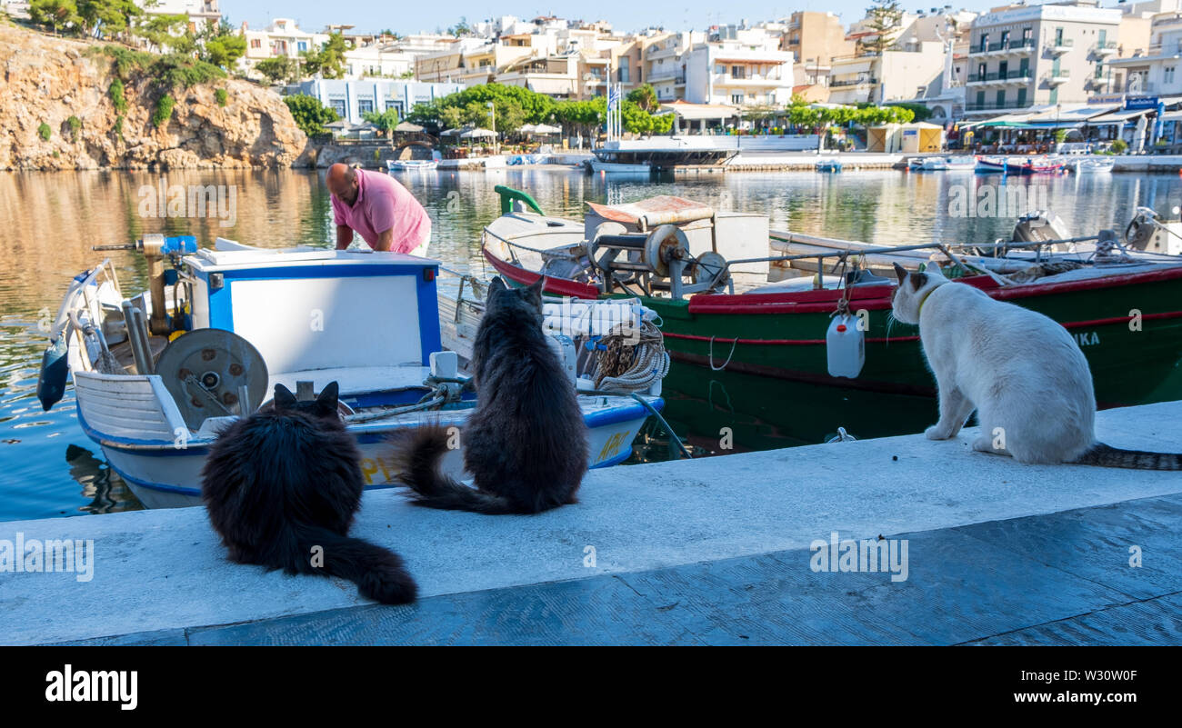 Les chats affamés en attente de bateau de pêche en Agios Nikolaos, Crète, Grèce Banque D'Images