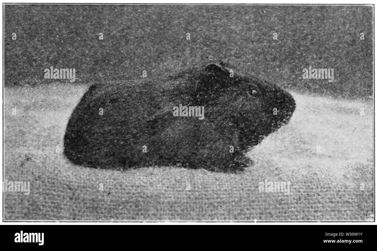 PSM V76 D423 trois semaine vieux cochon Banque D'Images