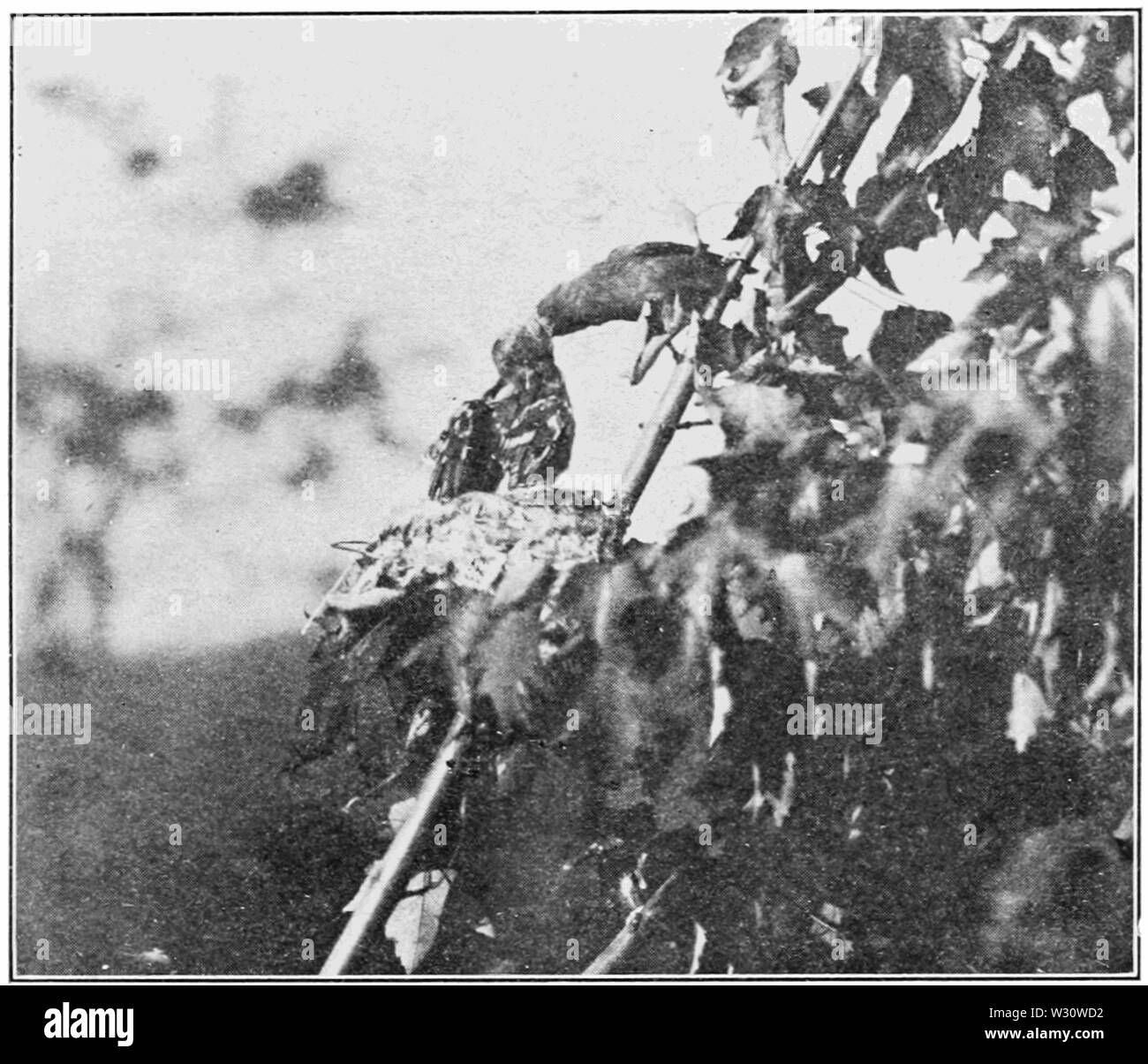 PSM V76 D551 Chardonneret semences alimentation régurgitation par pap Banque D'Images