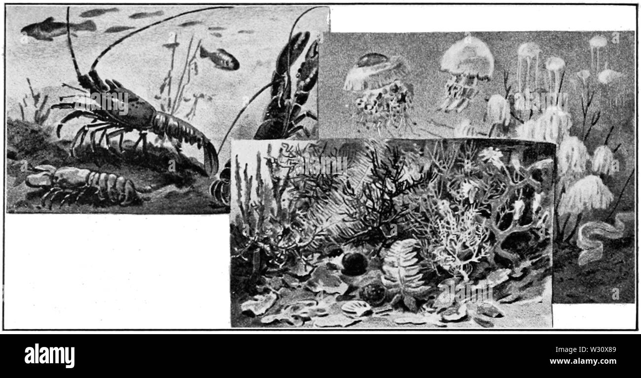 PSM V77 D224 de langoustes et autres crustacés de la mer Banque D'Images